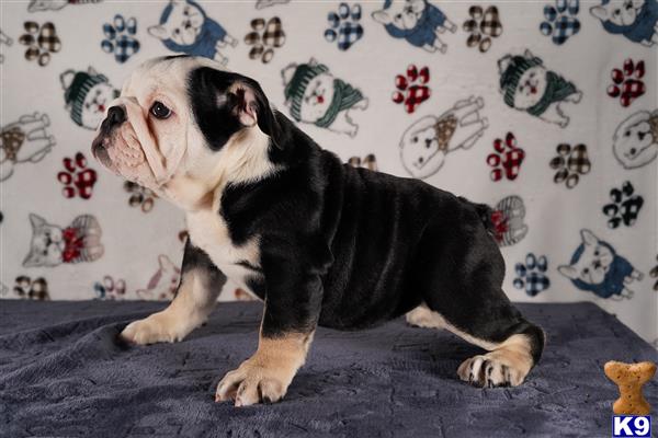 tankrtots Picture 3
